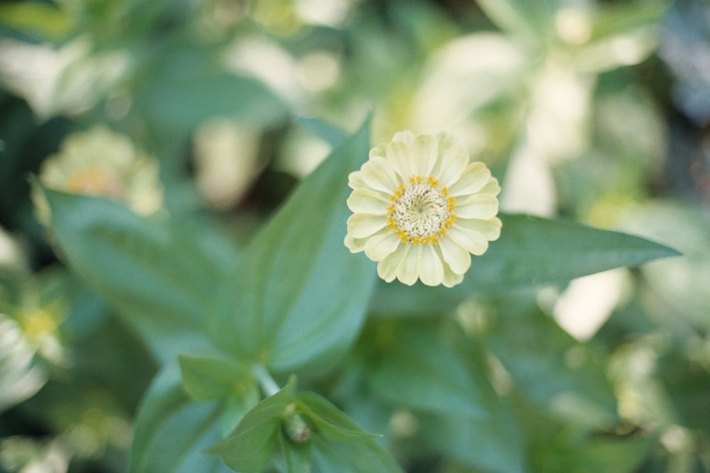 yellow petaled flowers