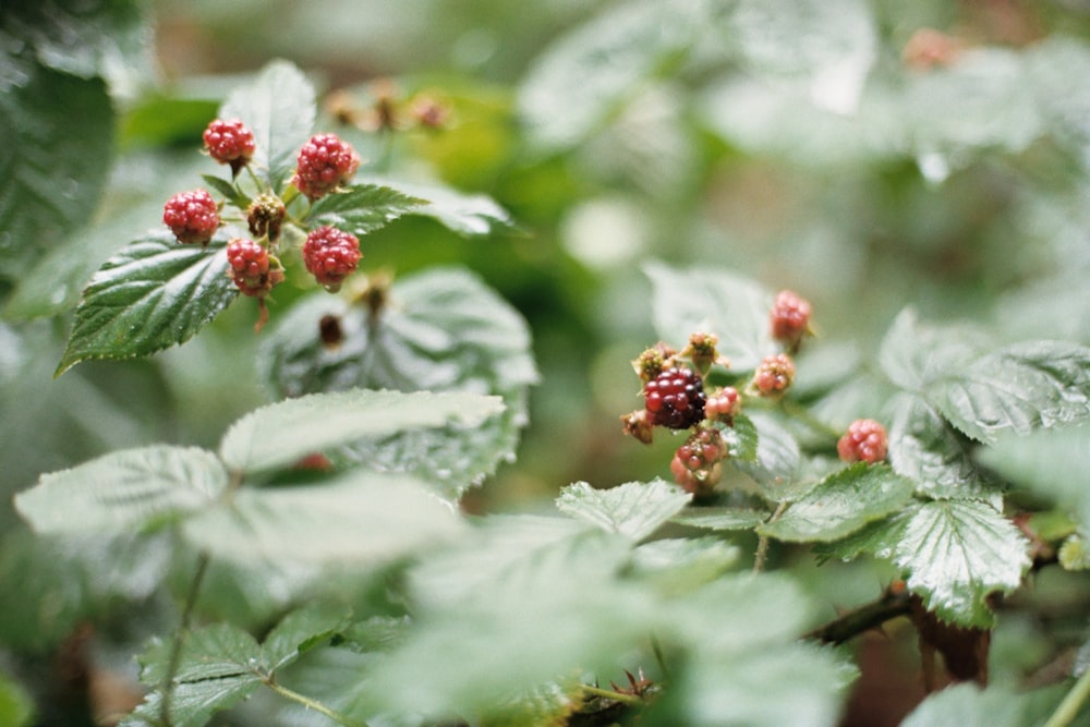 selective focus photo of red-petaled flowers