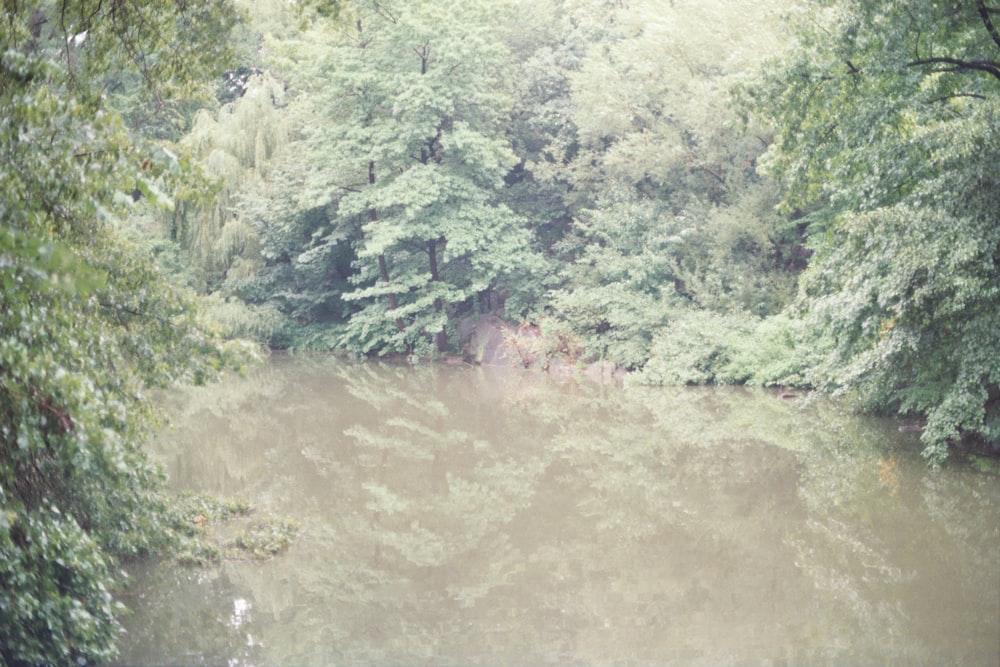 green-leafed plants beside lake