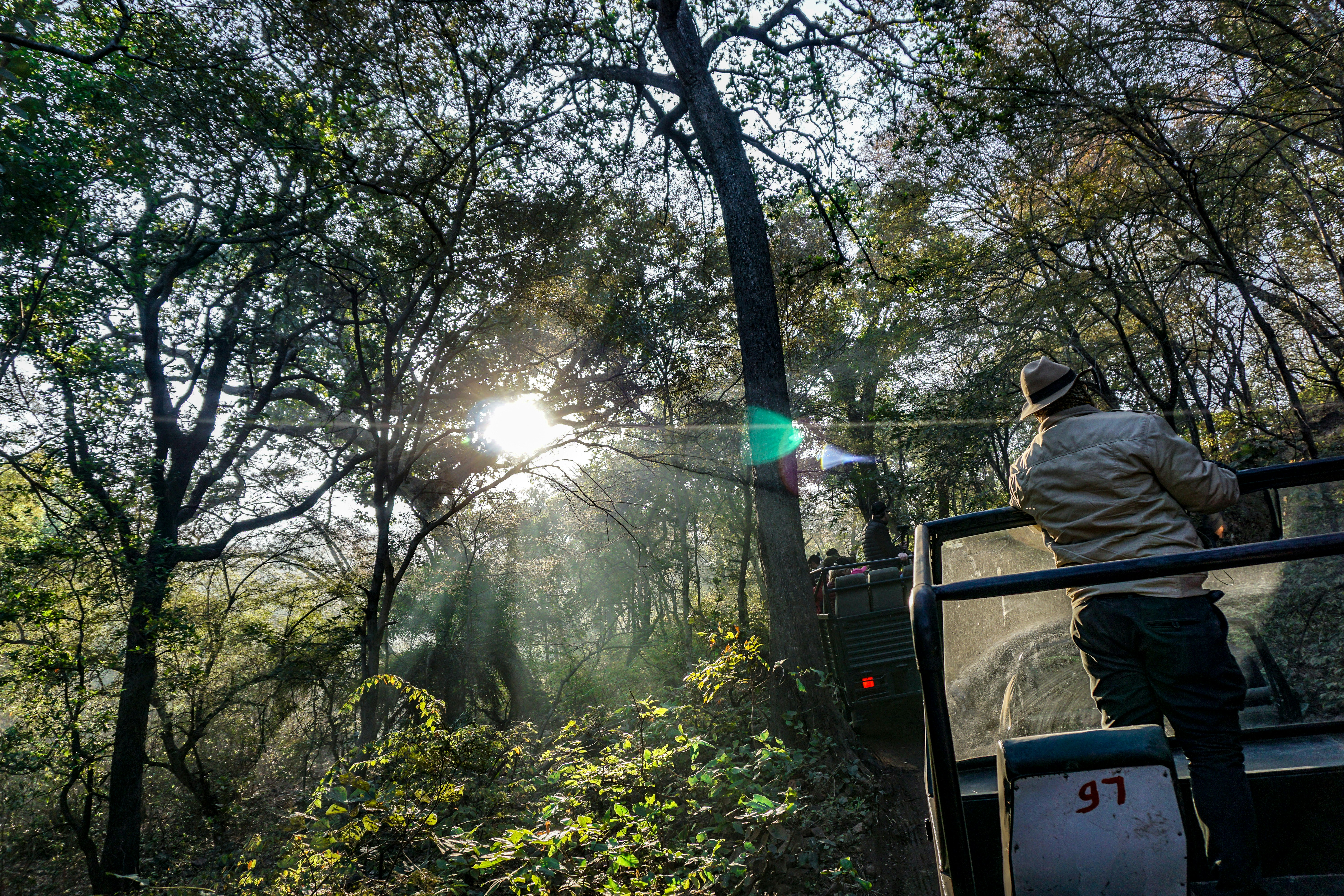 man standing at the back of vehicle viewing forest during daytime