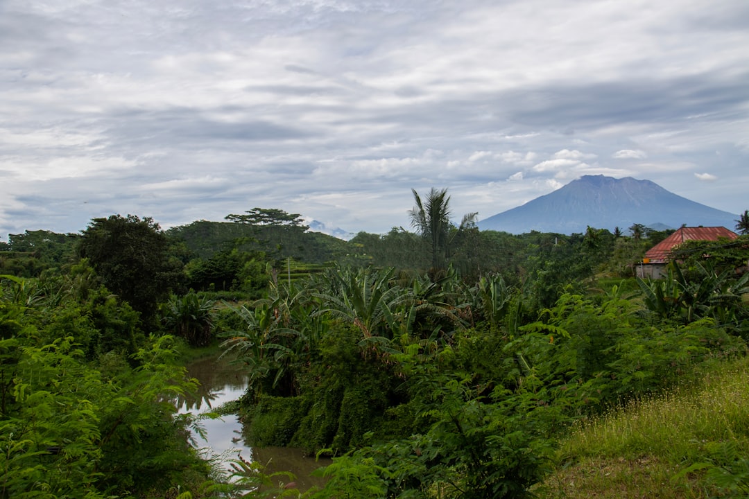 pond surrounded with tall and green trees under white skies