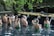 A group of people are participating in a ritual inside a pool of water, surrounded by stone carvings and greenery. They are facing a stone wall adorned with water spouts and offerings, creating a serene and spiritual atmosphere.