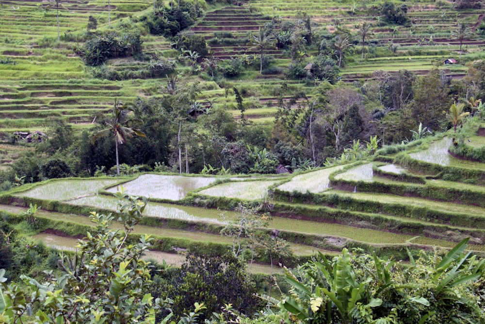 photography of rice field during daytime