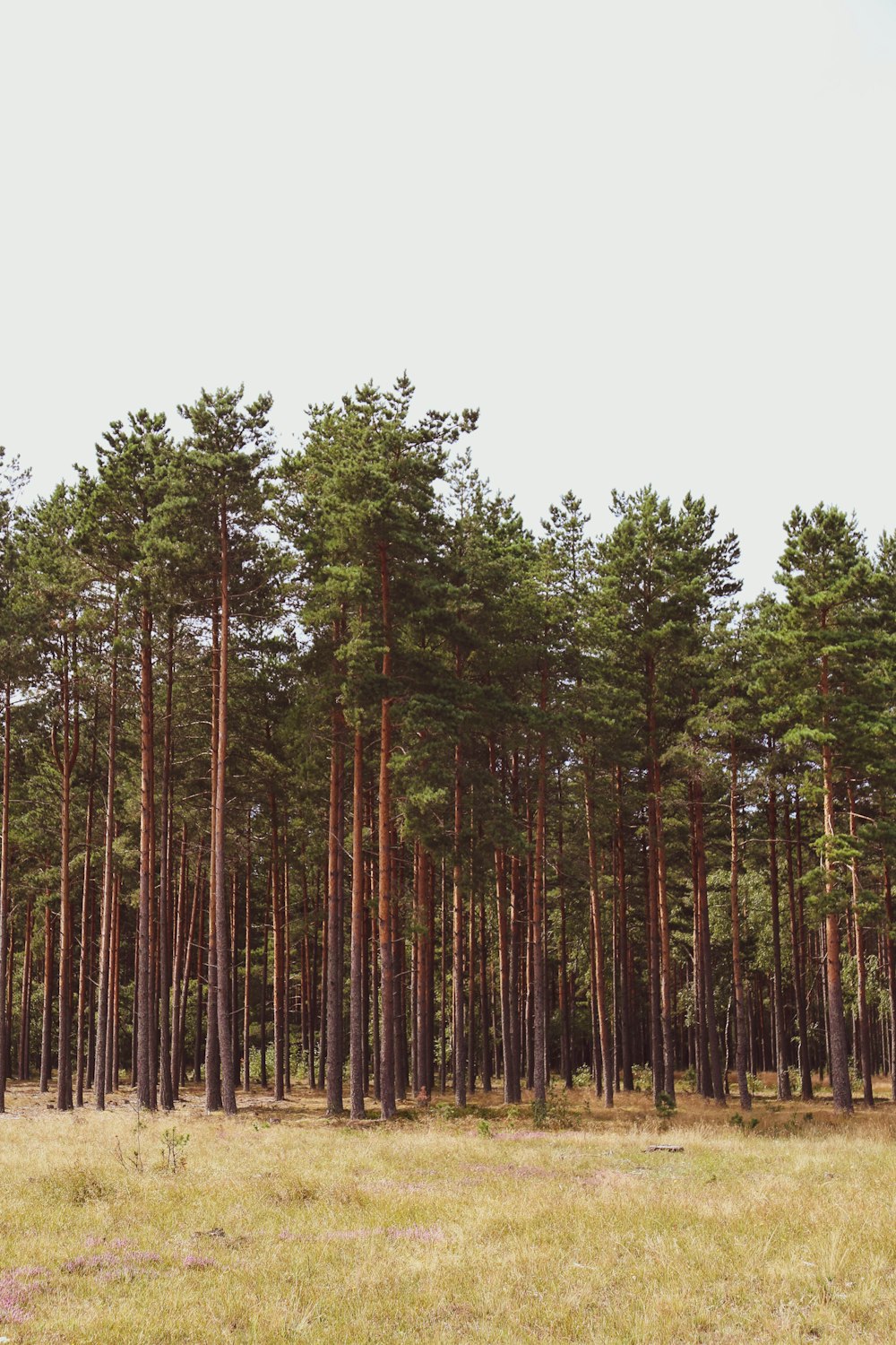 green field surrounded with tall and green trees