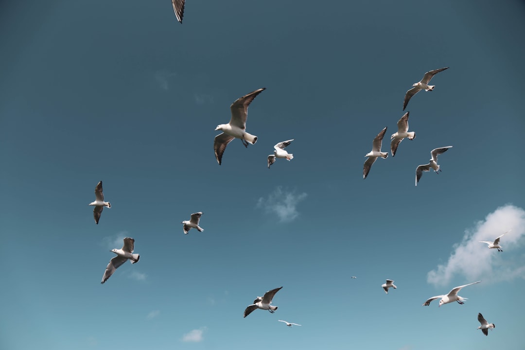 seagulls flying on skies