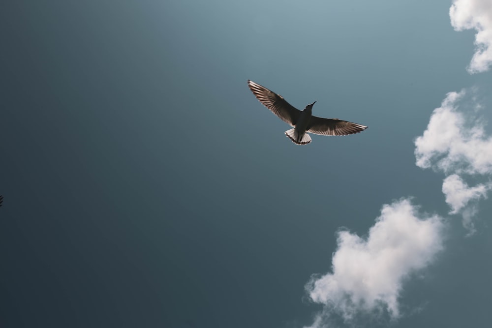 bird flying under gray sky and white clouds during daytime