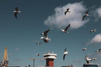 A flock of seagulls is flying in a clear sky with scattered clouds. Below, an industrial area is visible with cranes, buildings, and a prominent structure resembling a control tower.
