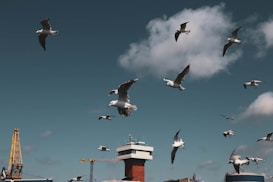 A flock of seagulls is flying in a clear sky with scattered clouds. Below, an industrial area is visible with cranes, buildings, and a prominent structure resembling a control tower.