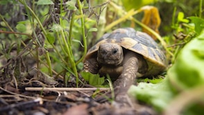 brown and black tortoise