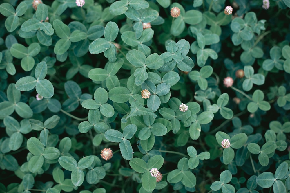 green-leafed plants