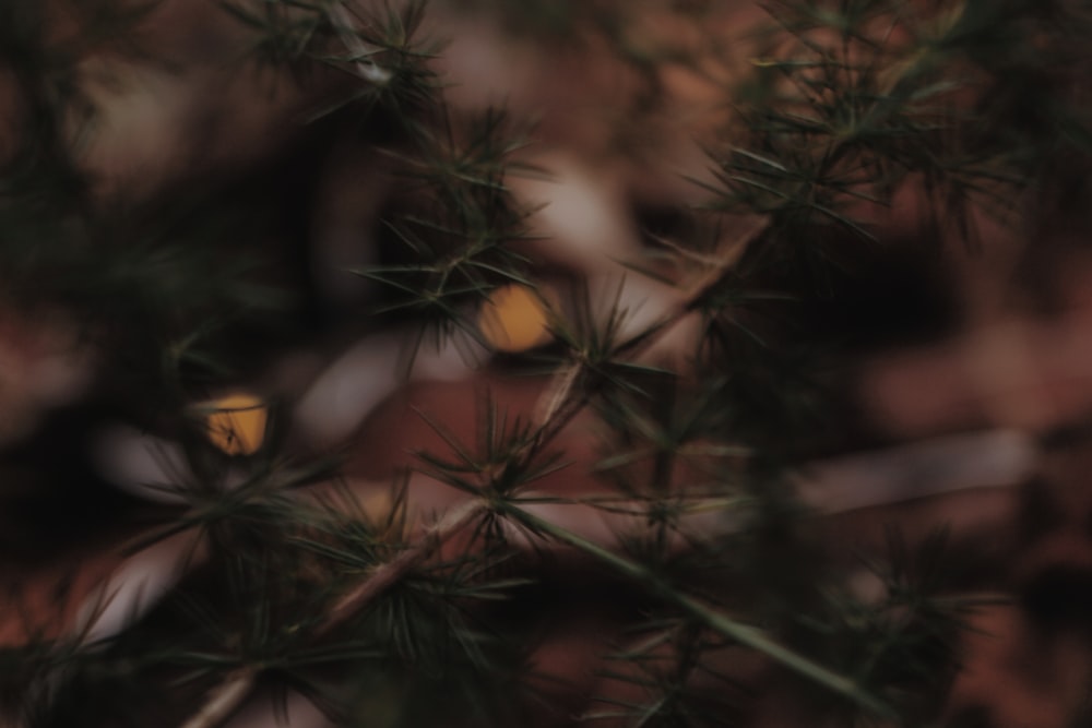 a blurry photo of a pine tree branch