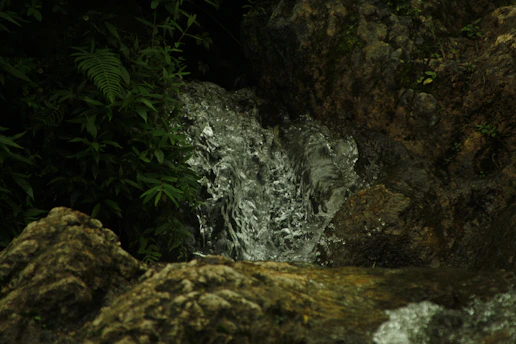 fern plants beside rocks