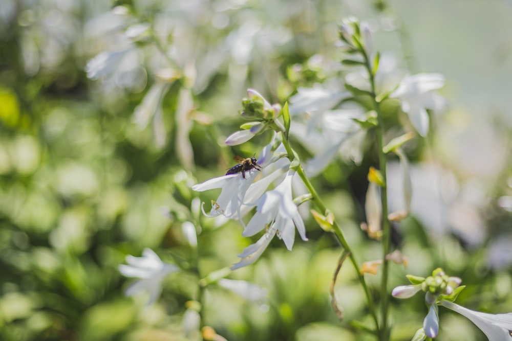 white petaled flower