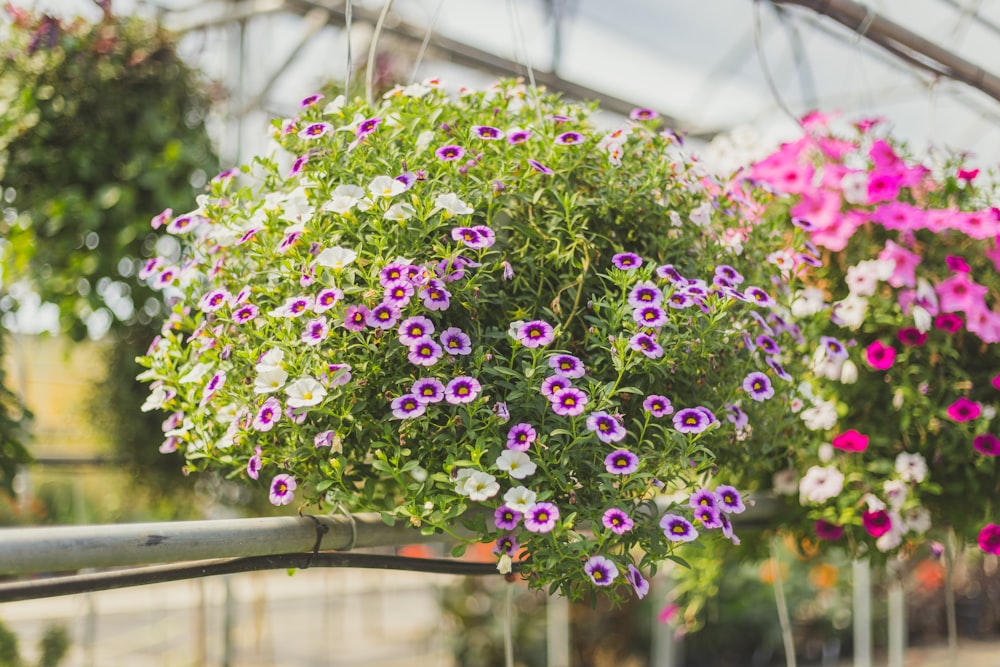 紫色の花びらの花