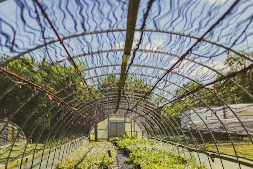 A greenhouse tunnel structure with a netted roof lets in sunlight, creating a protected environment for the plants below. The structure is surrounded by lush greenery and trees outside.