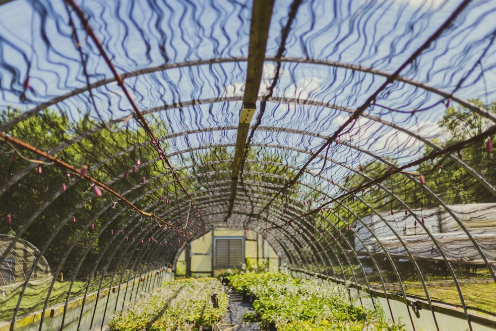 a greenhouse with many plants growing inside of it