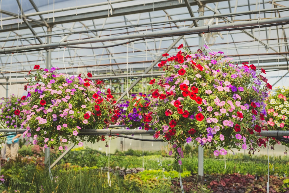 assorted-colored petaled flowers