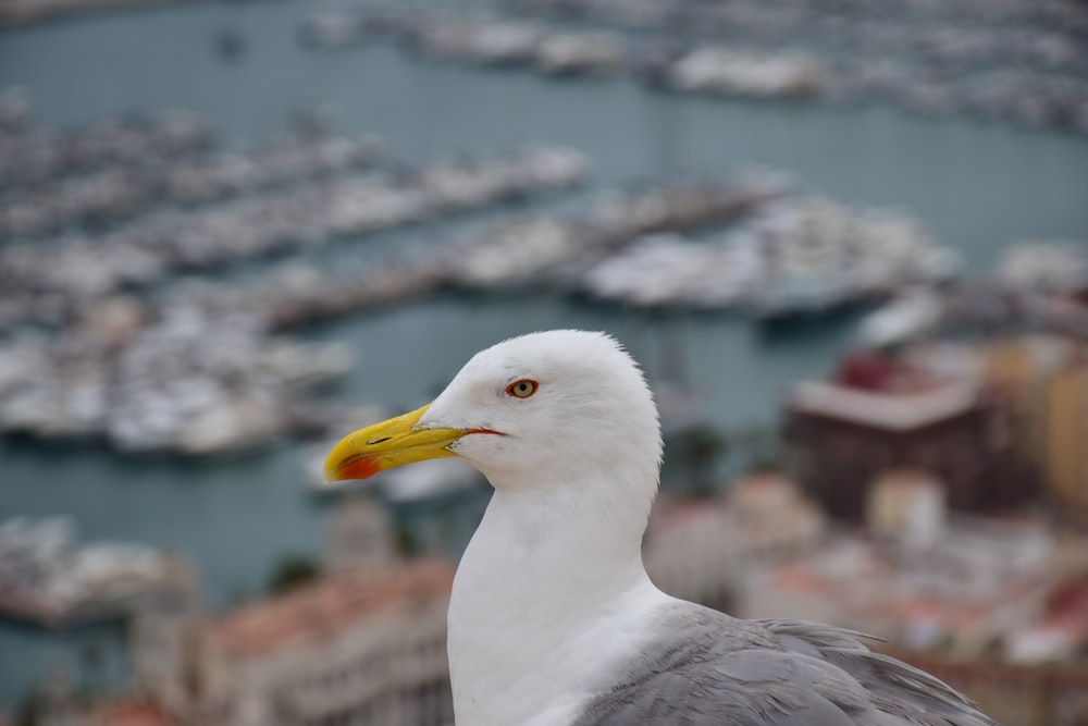 white and gray bird