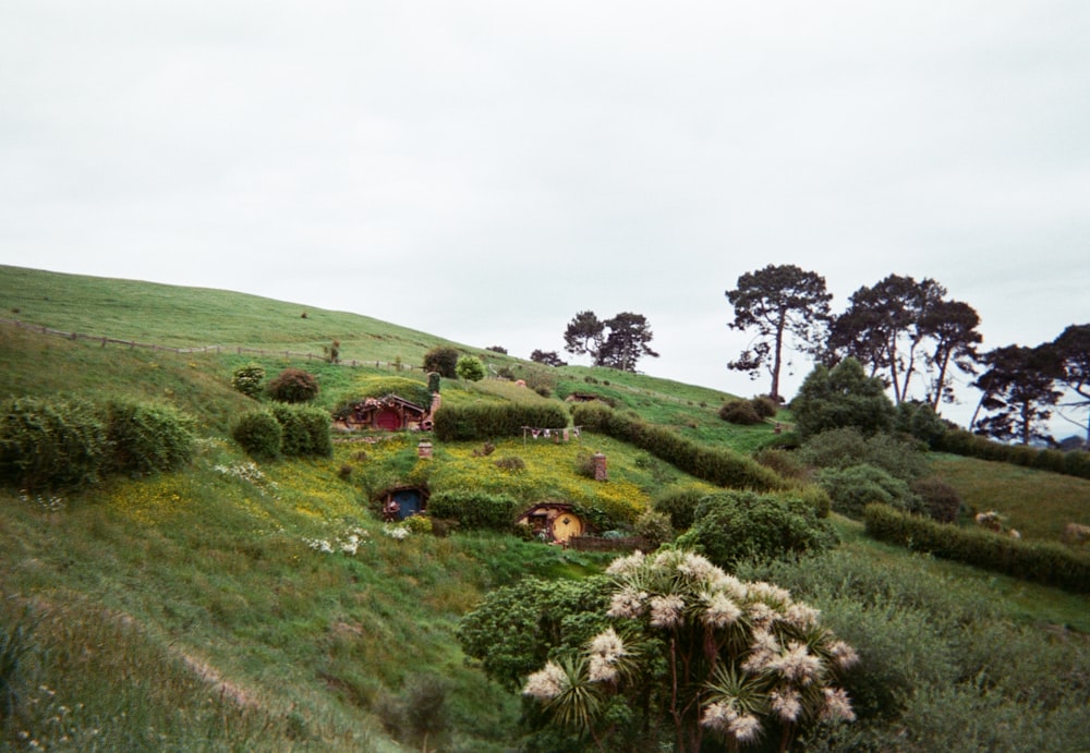 green fields