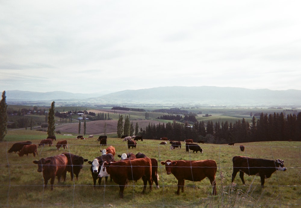 brown cattle lot