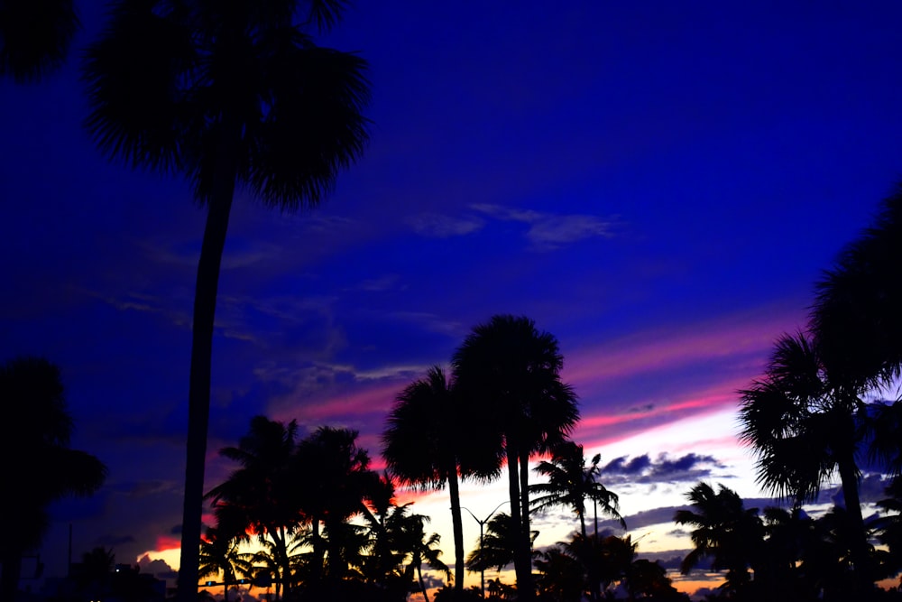 silhouette of trees