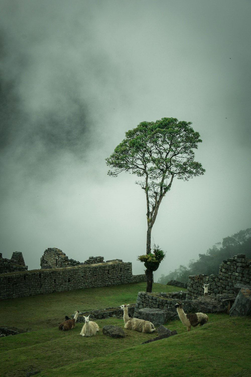 animali assortiti vicino agli alberi durante il giorno