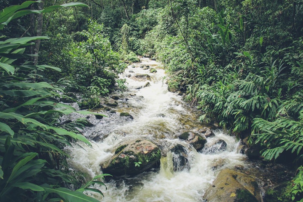 river in forest