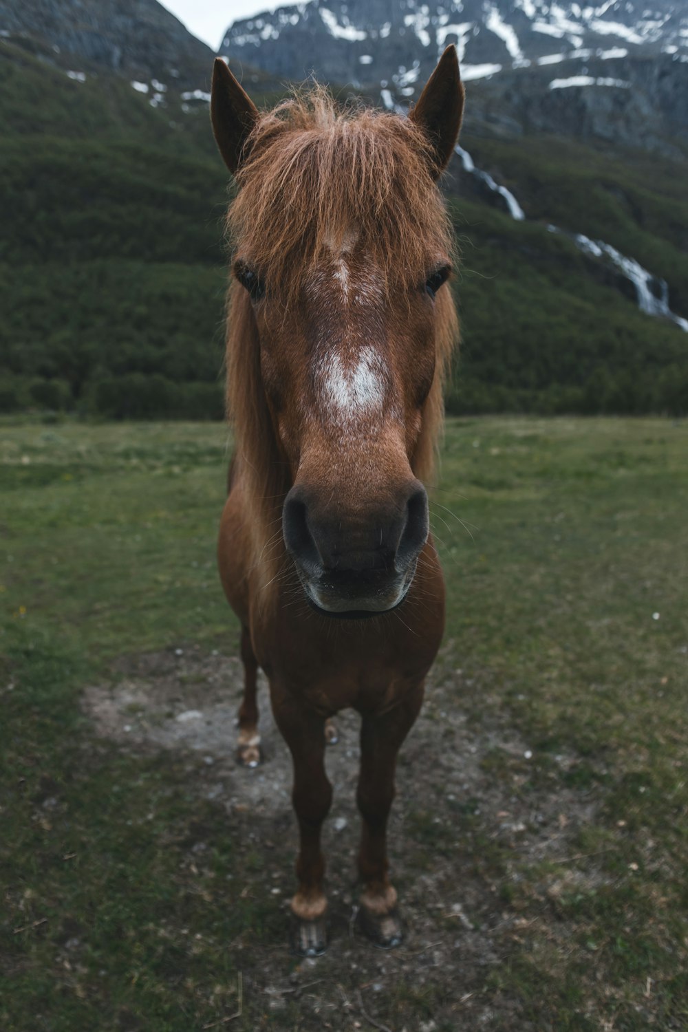 braunes Pferd, das in der Nähe des Berges steht