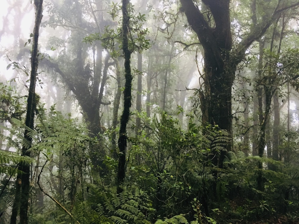 forest with fog