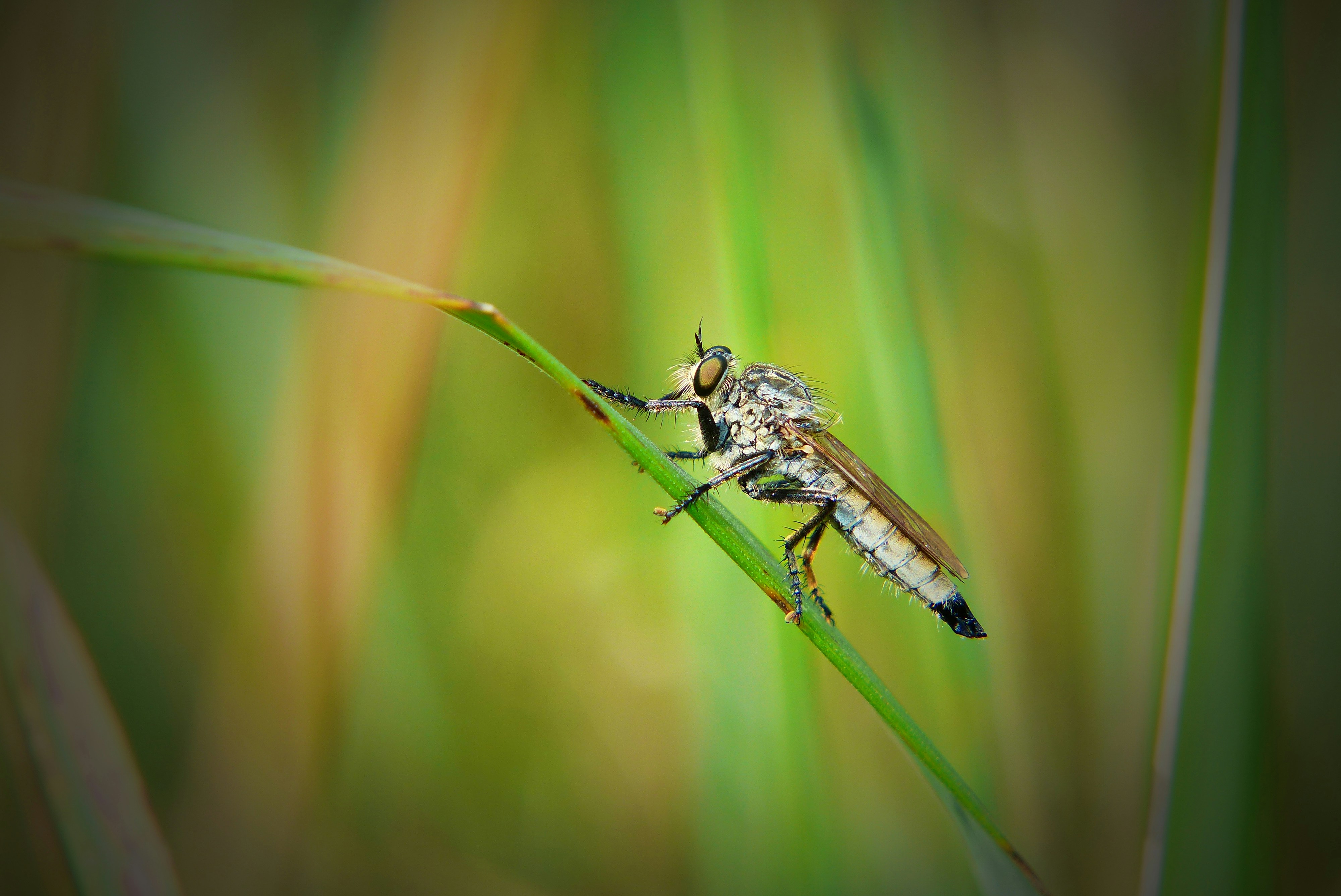 brown grasshopper, Łowczak niebieskawy samiec - drapieżna muchówka 