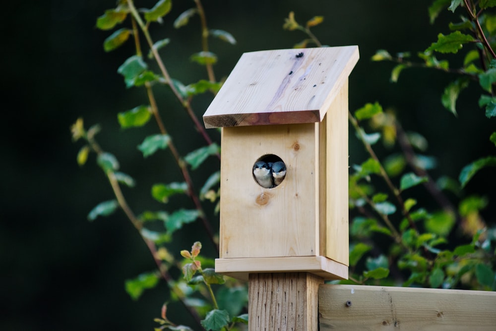 selective focus photo of brown and gray birdhouse
