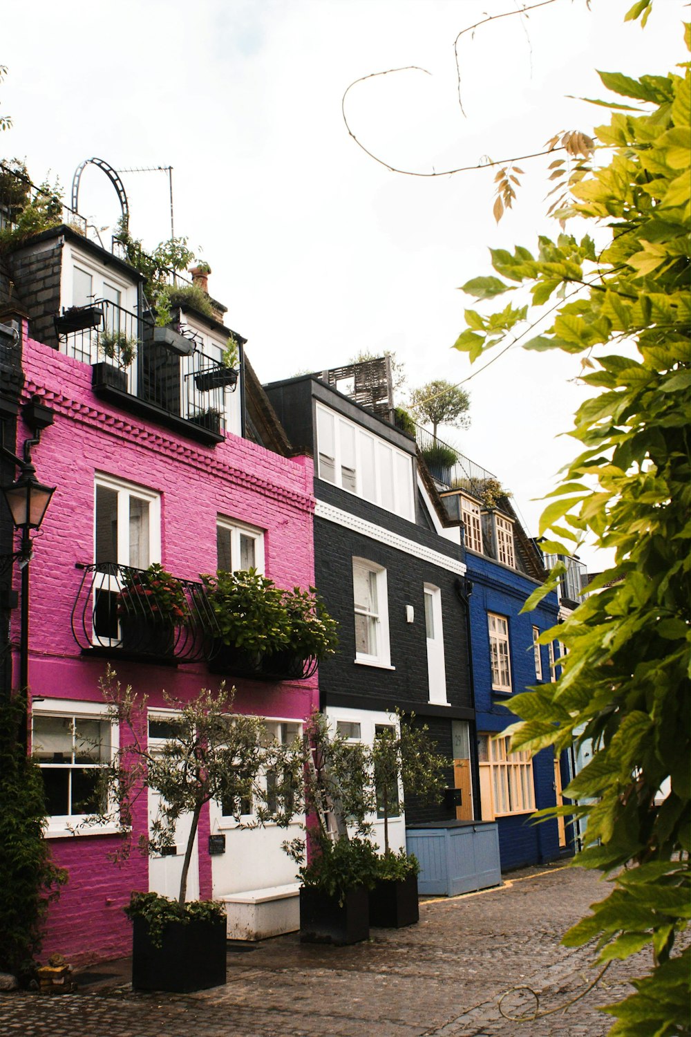 houses near trees