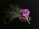 A floral arrangement featuring vibrant pink and purple flowers, adorned with delicate, wispy green foliage. The flowers are intricately detailed, set against a dark, contrasting background that accentuates their colors.