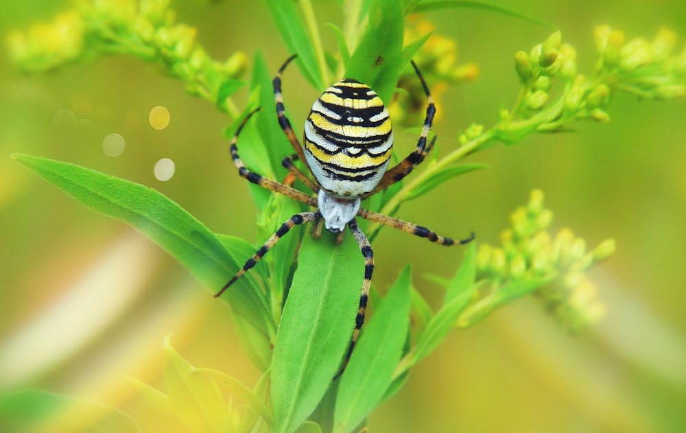 araña blanca, negra y amarilla en planta de hoja verde