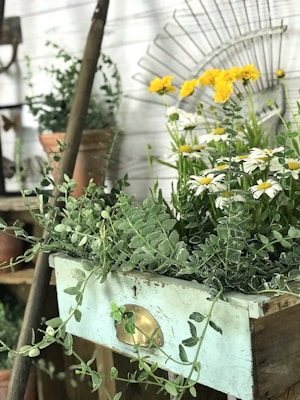A vintage drawer repurposed as a planter is filled with green plant leaves, white daisies with yellow centers, and yellow flowers. The background features a rustic setting with additional potted plants and garden tools, giving a charming and cozy garden vibe.