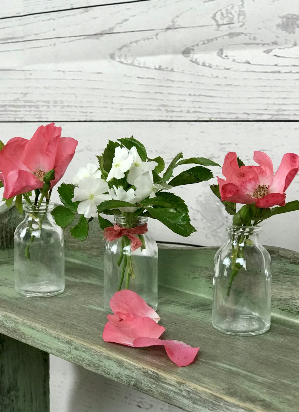 blooming pink rose flowers in vase
