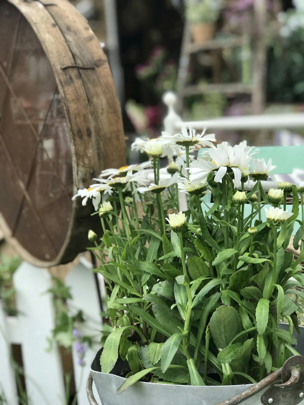 blooming white daisy flowers