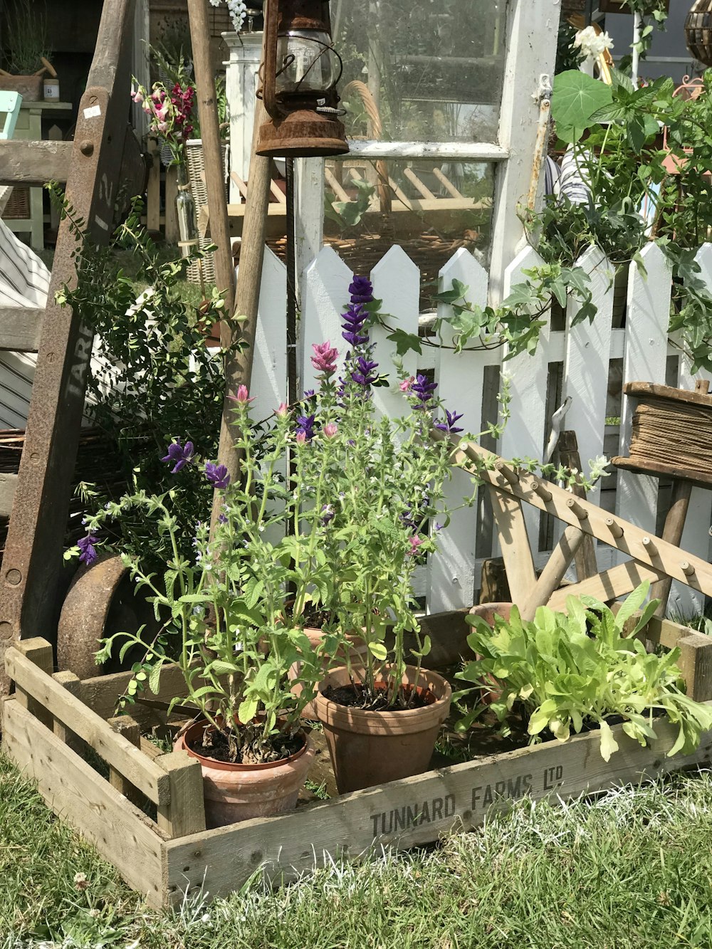 assorted-color flowers