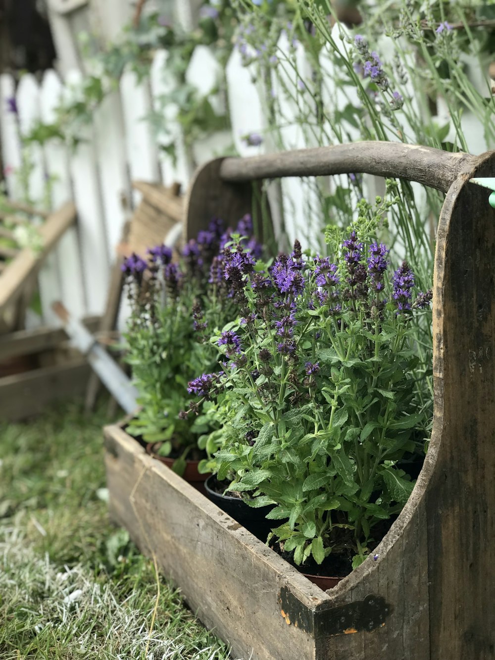 purple flowers on basket