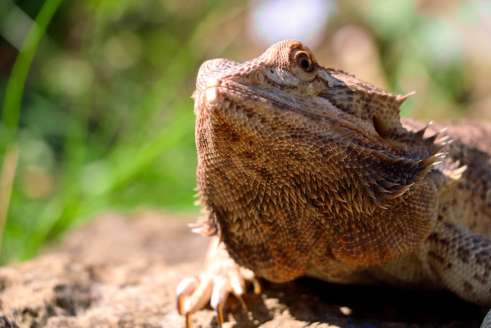 closuep photo of brown iguana