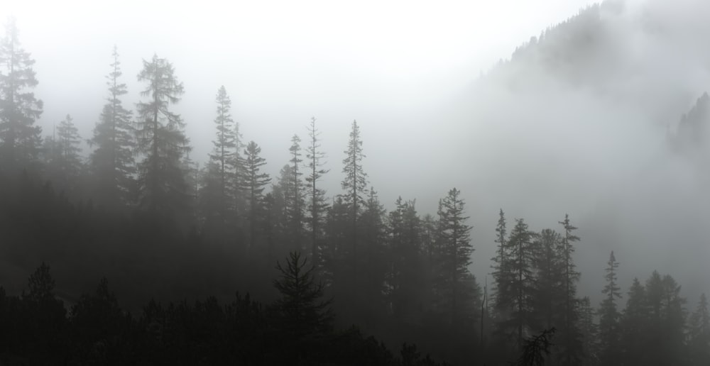 forest with fog