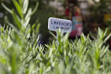 Close-up of a blooming lavender bush near the entrance of the gîte.