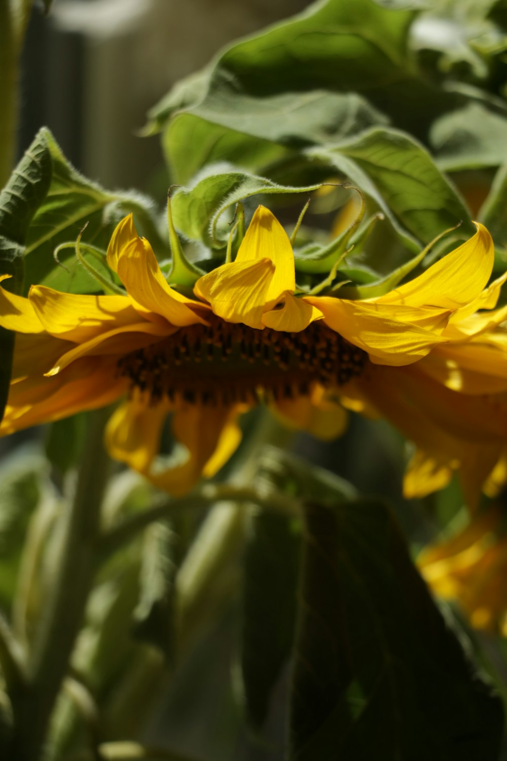 sunflower photography