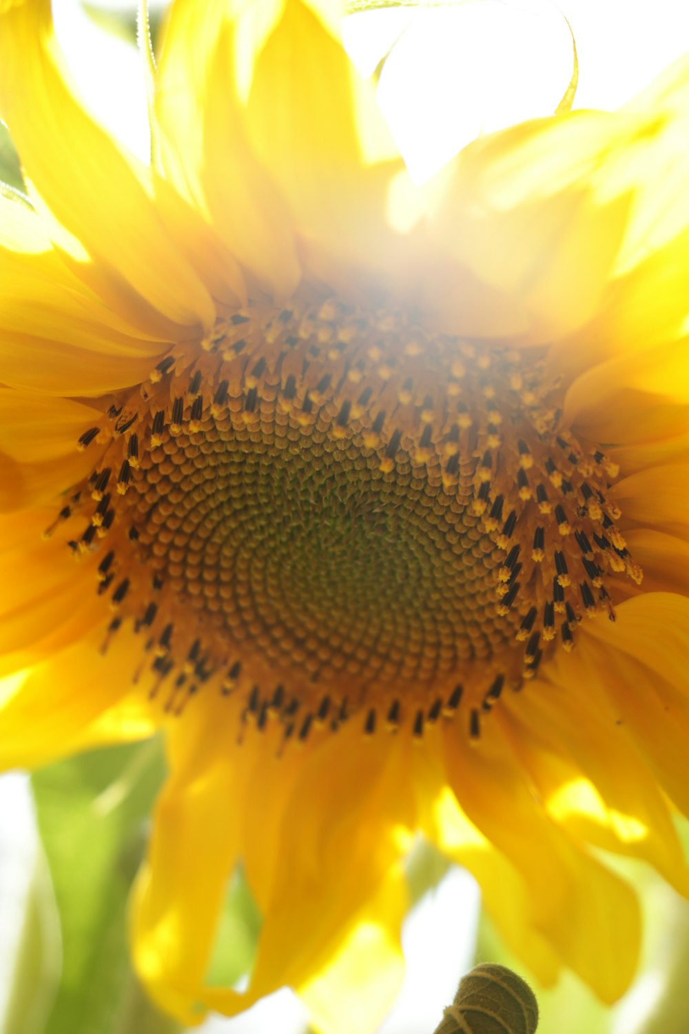 selective focus photo of yellow sunflower