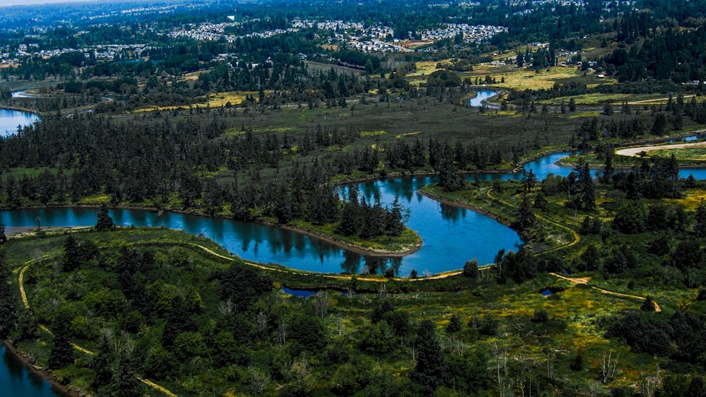 aerial photo of trees and body of water