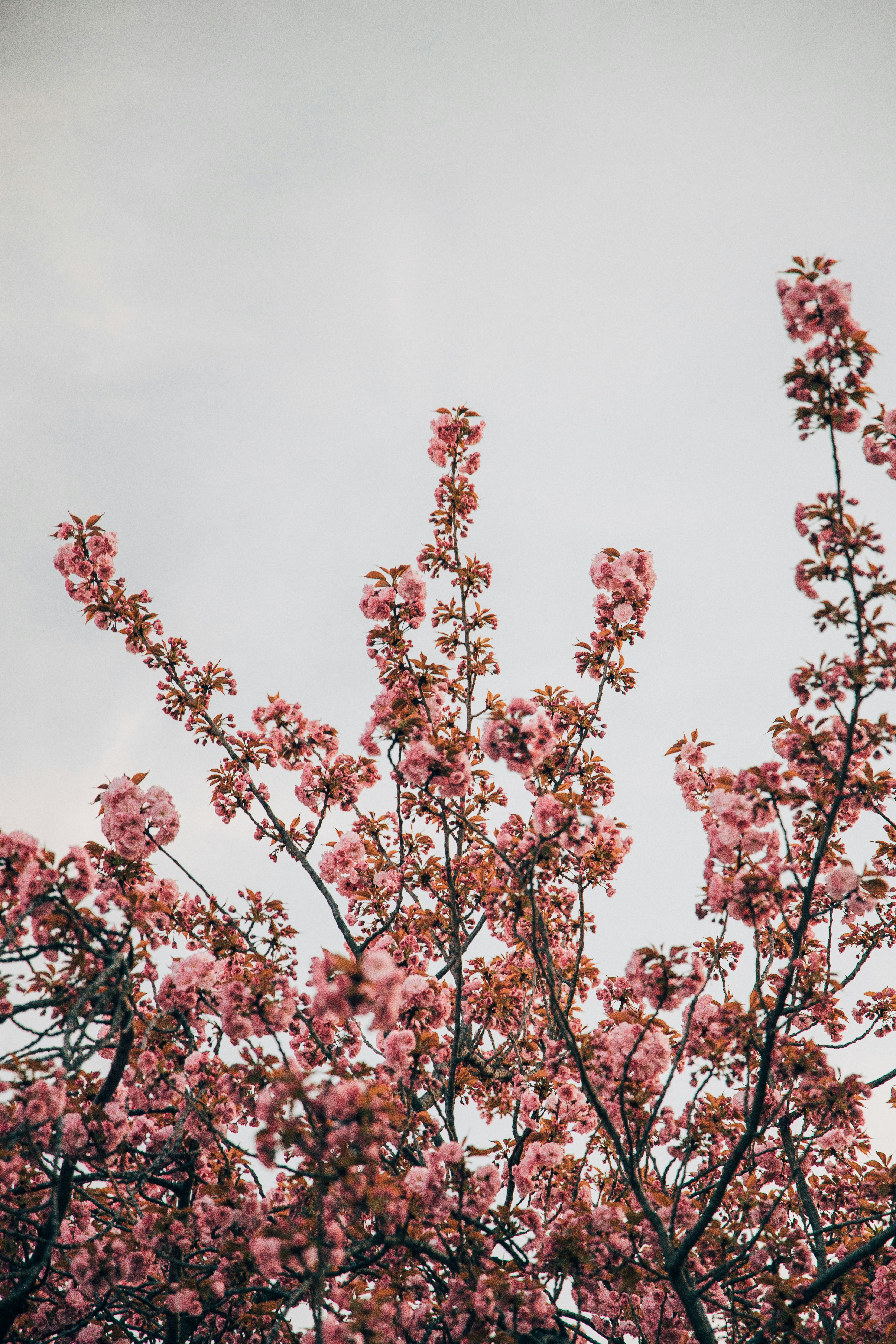 Photo by howardbouchevereau