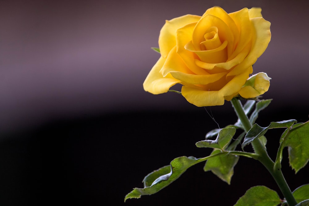 yellow rose flower