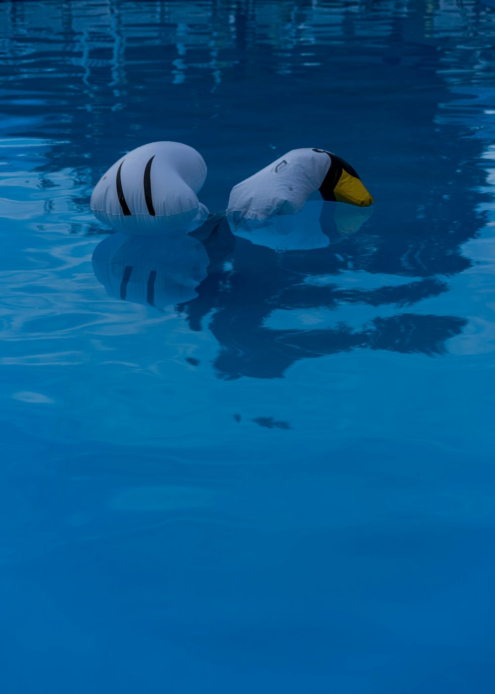 a couple of white birds floating on top of a blue pool