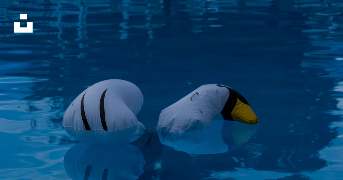 Pool Floting Birds A couple of white birds floating on top of a blue pool photo – Free ...