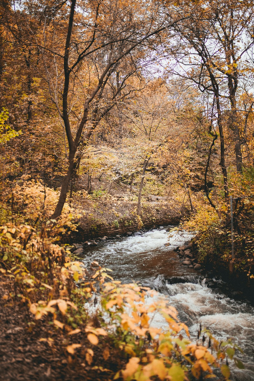 river beside trees